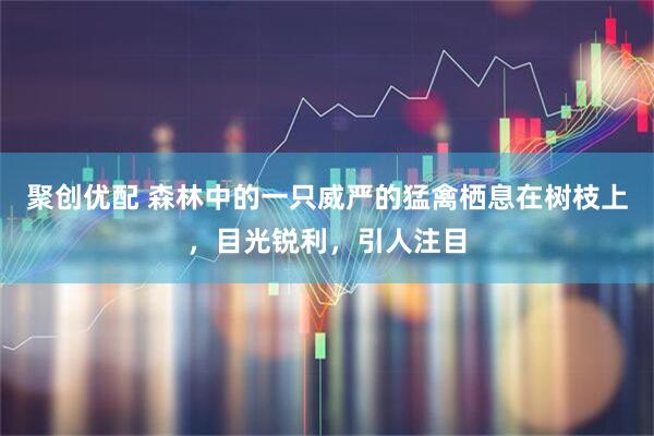 聚创优配 森林中的一只威严的猛禽栖息在树枝上,目光锐利,引人注目