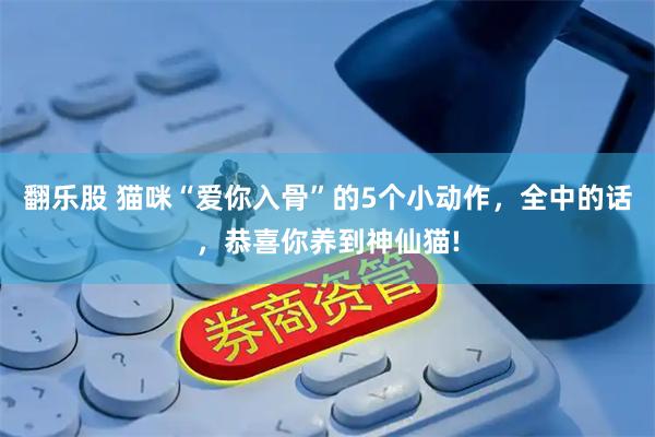 翻乐股 猫咪“爱你入骨”的5个小动作，全中的话，恭喜你养到神仙猫!